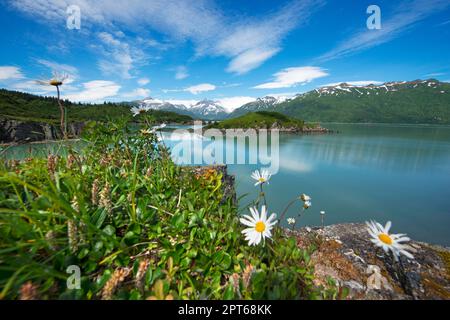 Garten Eden mit Blick über Kukak Bay zum Vulkan Kukak, Mount Steller, Mount Denison, Katmai Nationalpark, Alaska, USA Stockfoto