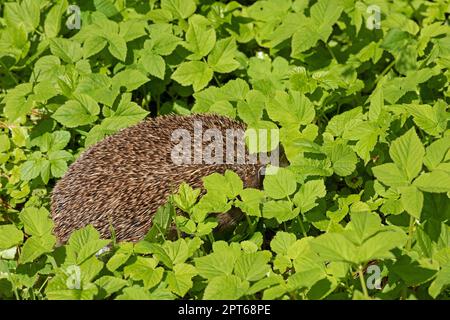 Igel (Erinaceidae), der sich zwischen Blättern versteckt, Krummsee, Malente, Schleswig-Holstein, Deutschland Stockfoto