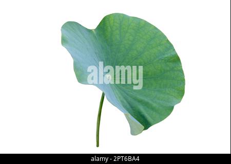 Lotus Leaf Isolate Sammlung von weißem Hintergrund Stockfoto