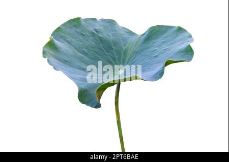 Lotus Leaf Isolate Sammlung von weißem Hintergrund Stockfoto