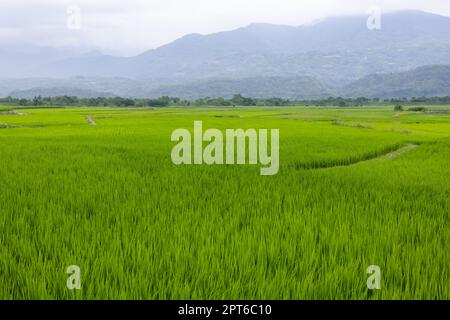 Paddy-Reis-Feld in Yuli von Hualien in Taiwan Stockfoto