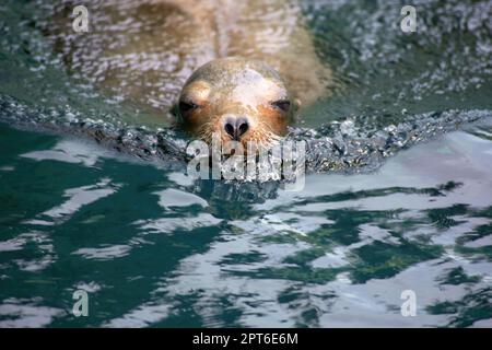 Porträt einer im grün-blauen Wasser schwimmenden Seehunde mit Kopierraum Stockfoto