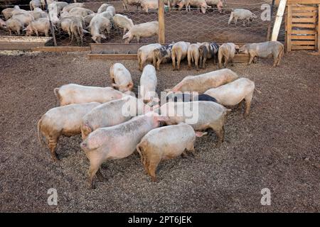 Schweine füttern in Füttern auf einer ländlichen Schweinezucht im ländlichen Namibia Stockfoto