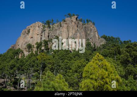 Morro de Pajonales Klippe und Wald der Kanarischen Insel Kiefer Pinus canariensis. Naturschutzgebiet von Inagua. Tejeda. Gran Canaria. Kanarische Inseln. Spanien. Stockfoto