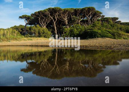 Strand und alte Kiefern, Spiaggia di Baratti, Baratti, Populonia, in der Nähe von Piombino, Maremma, Provinz Livorno, Toskana, Italien Stockfoto