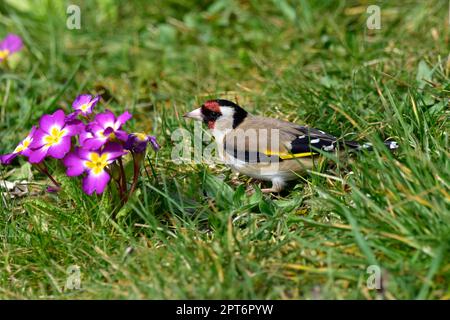 Europäisches Goldfinschfutter (Carduelis carduelis) auf der Blumenwiese, Baden-Württemberg, Deutschland Stockfoto