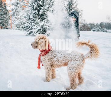 Schneeballschlacht Spaß mit Pet und seinen Besitzer in den Schnee. Winterurlaub Emotion. Nette Pfütze Hund und Mann spielt und läuft in den Wald. Film Filter Stockfoto