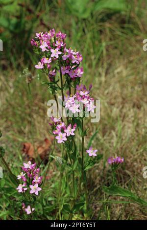 Rosa Zentaury, Centaurium erythraea, Blüten in Büscheln auf Heide mit einem verschwommenen Hintergrund von Gras. Stockfoto