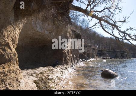 Abbruchkante am natürlichen Ostseestrand im Frühjahr. Erosion an der steilen Küste führt zu Washouts und Erosion. Ein Baum ist bedroht Stockfoto