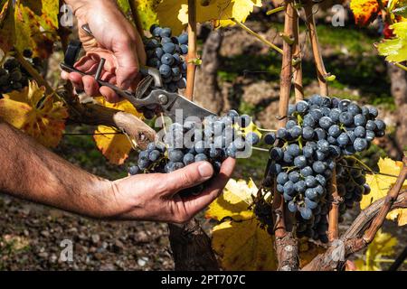 Cannonau-Trauben. Landwirt im Herbst Ernte der Trauben mit einer Schere.. Traditionelle Landwirtschaft. Sardinien. Stockfoto