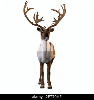 Die Caribou-Rentiere, auch Rentier genannt, leben in den nördlichen Regionen Europas, Sibiriens und Nordamerikas. Stockfoto