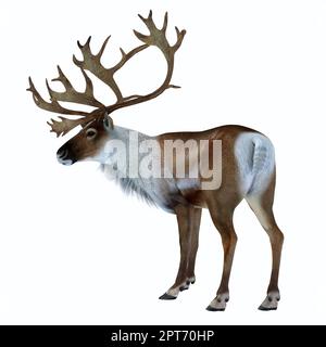 Die Caribou-Rentiere, auch Rentier genannt, leben in den nördlichen Regionen Europas, Sibiriens und Nordamerikas. Stockfoto