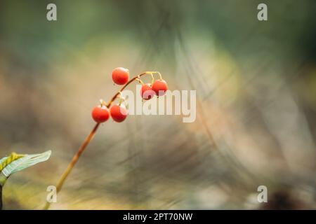 Rote Beeren Der Maiglöckchen Pflanze Im Herbstwald. Giftige Beere. Stockfoto