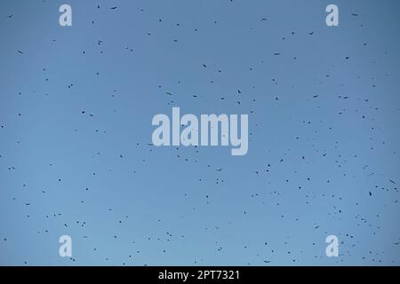 Freiliegender blauer Himmel voller Vögel, die über uns fliegen. Hintergrund, Chaos, schwarz und weiß, Flug, Stockfoto