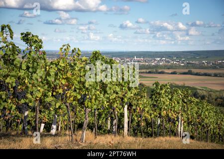 Österreich, Burgenland, Oberpullendorf Bezirk, in der Nähe von Neckenmarkt, Weinberge bei Sonnenaufgang im Herbst, Blick über Deutschkreutz, Blaufraenkischland Stockfoto