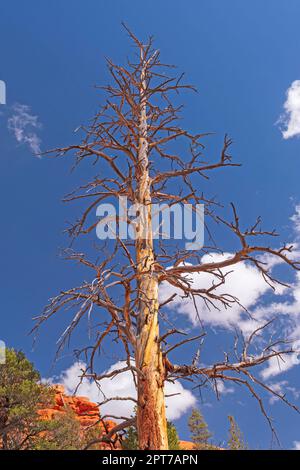Unverwechselbares Baumskelett gegen den blauen Himmel in der Red Canyon Wilderness in Utah Stockfoto