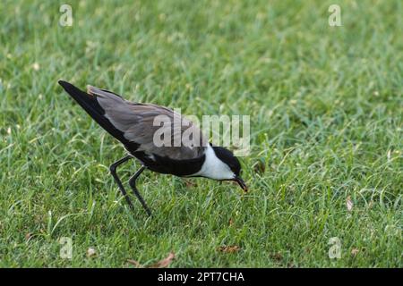 Kleiner Vogel auf grüner Wiese in einem Resort im Urlaub in ägypten Stockfoto