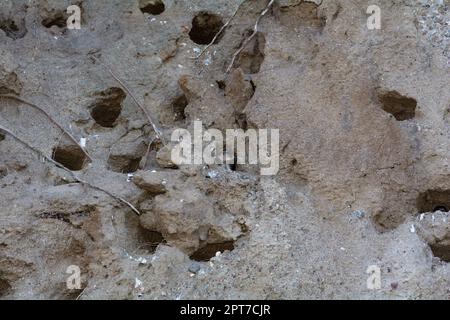 Sand Martins ( Riparia riparia ) Küken in Bruthöhlen auf den Klippen auf der Insel Poel, Deutschland, Ostseeküste Stockfoto