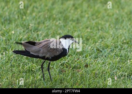 Ein kleiner Single Vogel auf einer grünen Wiese in einem Resort im Urlaub in ägypten Stockfoto