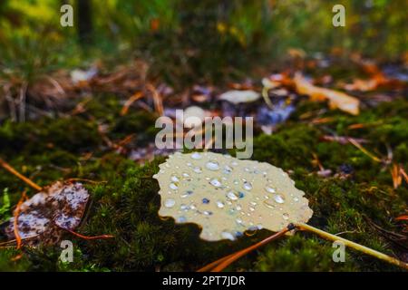 Wassertropfen nach Regen im grünen Moos im Wald Stockfoto