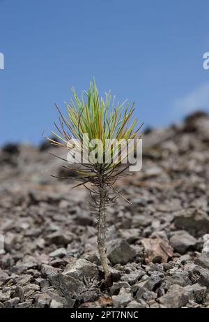 Ausläufer der Kanarienkiefer Pinus canariensis. Integral Natural Reserve von Inagua. Gran Canaria. Kanarische Inseln. Spanien. Stockfoto