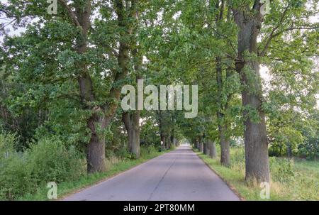 Gasse von alten Eichen Dämmerung Asphaltstraße, Polen, Europa Stockfoto