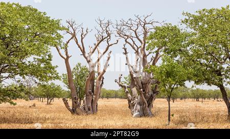 Ausgetrocknete Bäume, Etosha-Nationalpark, Namibia Stockfoto