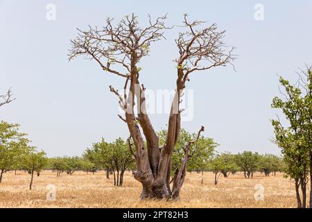 Ausgetrockneter Baum, Etosha-Nationalpark, Namibia Stockfoto