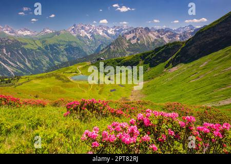 Alpenrosenblüte, Panoramablick von Fellhorn über Schlappoldsee und Fellhornbahn Bergstation zum zentralen Hauptkamm der Allgaeu-Alpen Stockfoto