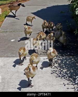 Erwachsene Kanadische Gänse und Gänse im Union City Civic Center, Kalifornien Stockfoto