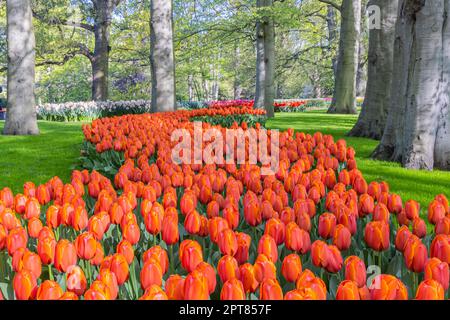 Europa, Niederlande, Südholland, Lisse. 26. April 2022. Orangefarbene Tulpen in der Gartenanlage Keukenhof. Stockfoto