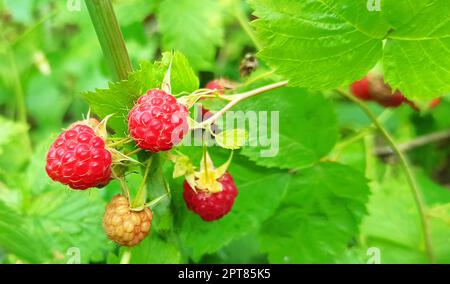 Himbeerernte mit reifen Beeren. Frische und süße rote Himbeeren, die auf dem Ast hängen. Rubus idaeus. Nahaufnahme reifer Himbeeren im Wald. Europäisches Rot Stockfoto