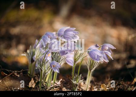 Belarus. Schönen wilden Blumen Pulsatilla Patens. Blüte blühende Pflanze in der Familie der Ranunculaceae, die in Europa, Russland, Mongolei, China, Stockfoto