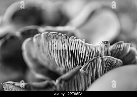 Ein filigraner kleiner Pilz in Schwarz und Weiß, aufgenommen in einer Baumwurzel, mit Lichtfleck im Wald. Waldboden mit Moos und Kiefernnadeln. Makroaufnahme Stockfoto