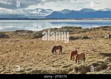 Islandpferd Weiden auf einem Feld Stockfoto