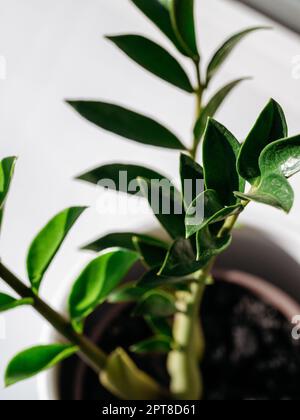 Zamioculcas oder Sansibar gem, ZZ-Pflanze, Zuzu-Pflanze, die in der Gärtnerei angebaut wird. Grüne ZZ Pflanzen Blätter, Pflanzenzweig Nahaufnahme Fotografie Stockfoto