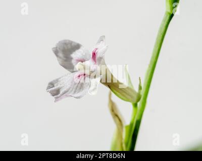 Blume der maranta Zitronenlime Hauspflanze. Nahaufnahme der rosa Blume, blühenden grün geäderten exotischen Pflanze Maranta Leuconeura Lemon Lime. Flacher Freiheitsgrad Stockfoto