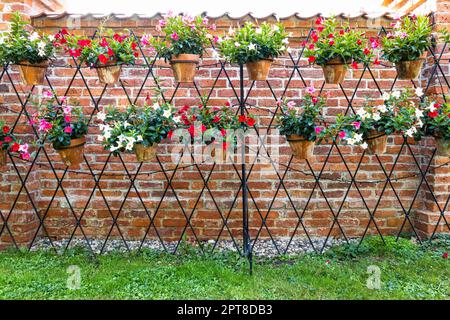 Hängender Blumengarten auf dem Backsteinwand Hintergrund. Stockfoto