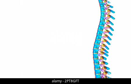 Menschliche Wirbelsäule auf weißem Hintergrund. Copyspace. 3D Rendern Stockfoto