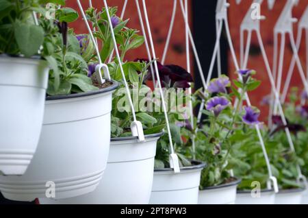 Stiefmütterchen Blüten in hängenden Töpfe im Store, Frühling Hintergrund. Vielen weißen Töpfe mit gemischten Stiefmütterchen Stockfoto