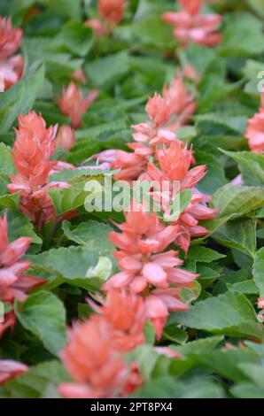 Rote Blumen Salvia splendens Wärme liebenden Pflanzen. Jährliche Werk der Schönen roten Blumen im Garten Beet Stockfoto
