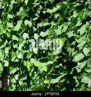 Textur einer Wand mit Efeu aus grünen Blättern in einem Weinberg in der Nähe überwuchert bis Stockfoto