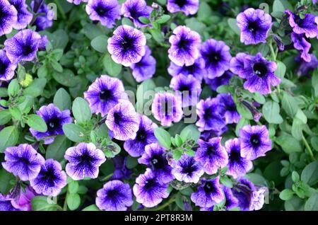 Schöne violett Petunie Blumen in floralen Details Hintergrundbild. Selektiver Fokus Stockfoto