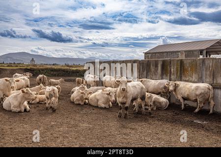 Rinder an einem Futterplatz. Charolais Französisch Rasse Rindfleisch Rinder Stockfoto