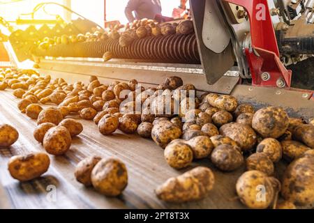 Kartoffelsortiermaschine an der Produktionslinie. Landwirtschaft oder landwirtschaftliches Konzept Stockfoto