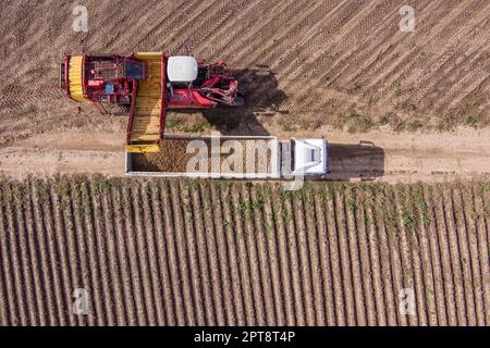 Landwirtschaftliche Kartoffel Mähdrescher lädt Kartoffeln in LKW auf dem Feld. Stockfoto