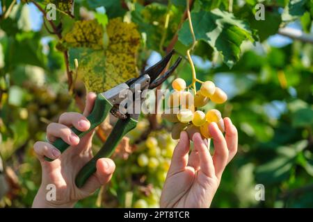 Nahaufnahme von Arbeitern, die während der Weinlese im italienischen Weingut weiße Trauben aus Reben schneiden. Bild herunterladen Stockfoto