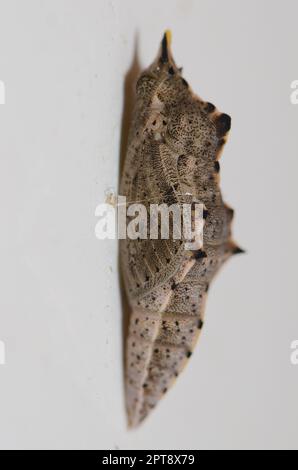 Chrysalis des großen weißen Pieris brassicae. Cruz de Pajonales. Integral Natural Reserve von Inagua. Tejeda. Gran Canaria. Kanarische Inseln. Spanien. Stockfoto