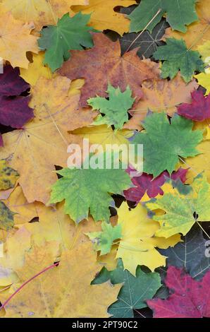 Eine große Zahl von gefallenen und vergilbte Blätter im Herbst am Boden. Herbst Hintergrund Textur Stockfoto
