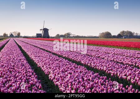 Europa, Niederlande, Nordholland, Schagerbrug. Lila und rote Tulpen auf einem niederländischen Feld. Stockfoto